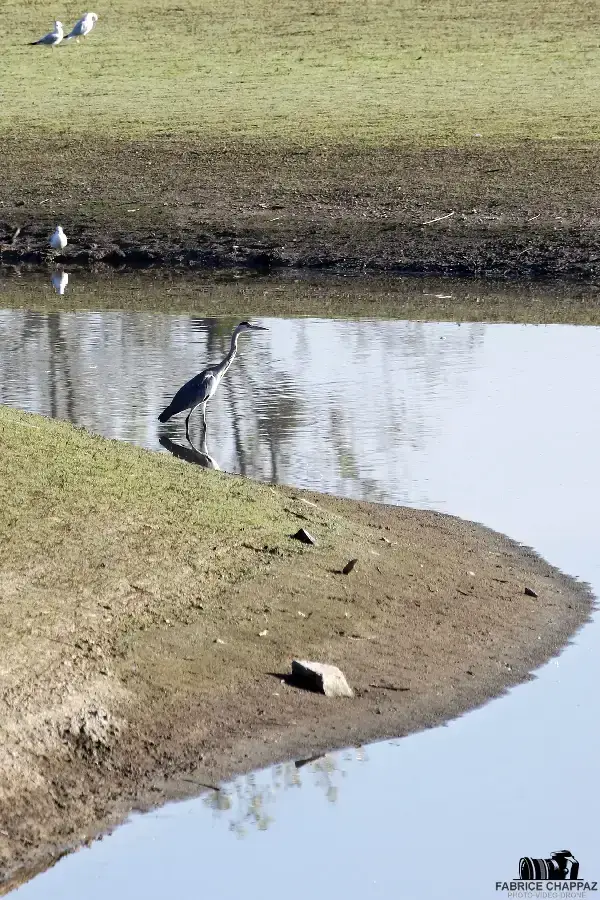 Marais Breton-Vendéen en hiver – gel matinal sur les berges